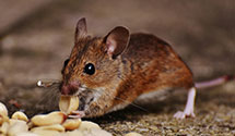 24 Hour & Emergency Exterminators in Jamestown, PA